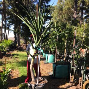 Aloe Barberae 70lt Aloe Barberae 70lt