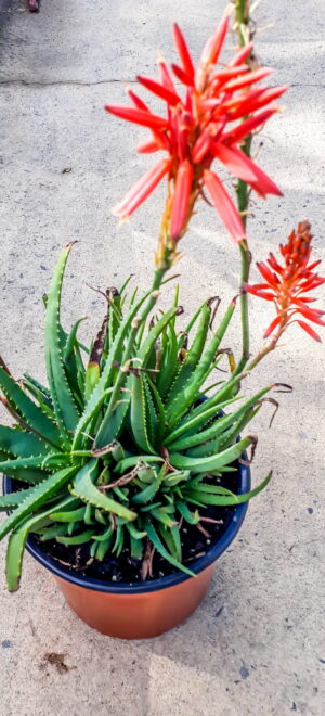 Aloe 'Little Joker' 17cm