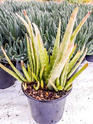 Aloe Vera 15cm