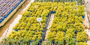 Alternanthera Yellow 6 Pack