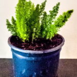 Asparagus Densiflorus Meyersii 17cm