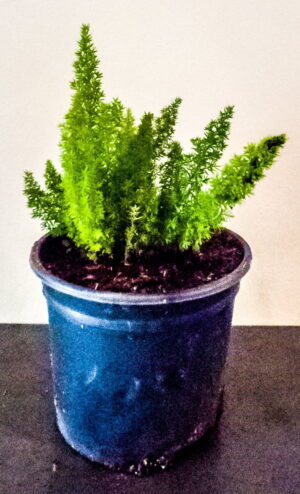 Asparagus Densiflorus Meyersii 17cm