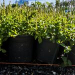 Asystasia Gangetica 17cm Groundcover