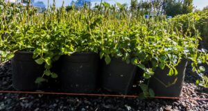 Asystasia-Gangetica-17cm.jpg Asystasia Gangetica 17cm Groundcover