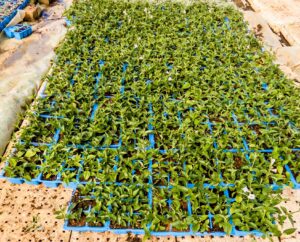 Asystasia gangetica 6 Pack