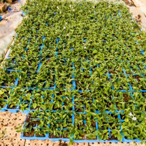 Asystasia gangetica 6 Pack