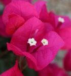 Arnelia Bougainvillea Barbara Karst 15cm Pot