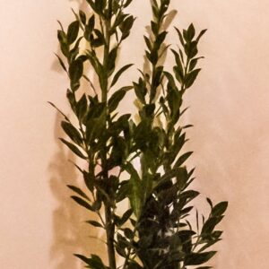 Laurus Nobilis (Bay Leaf Tree) 10lt