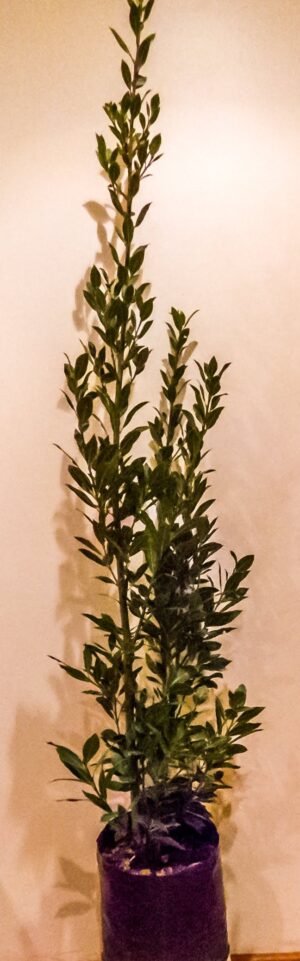 Laurus Nobilis (Bay Leaf Tree) 10lt Laurus Nobilis (Bay Leaf Tree) 10lt