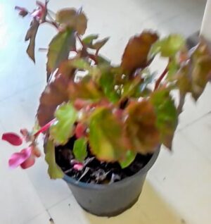 Begonia Angel Wings 17cm