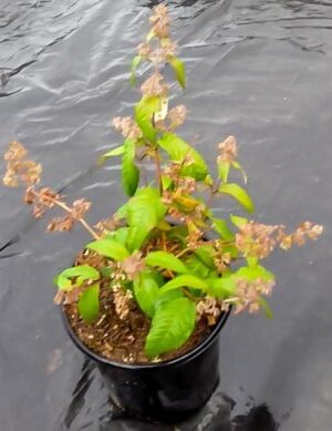 Buddleja Auriculata (weeping Sage) 17cm