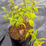 Buddleja salviifolia (Sagewood) 10lt