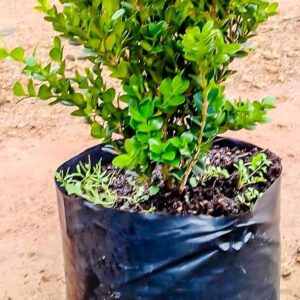 Buxus-10lt-edited-1-of-1.jpg Buxus 10lt