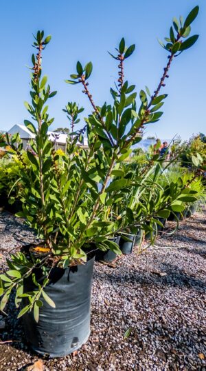 Callistemon Perth Pink 10lt (bottlebrush)