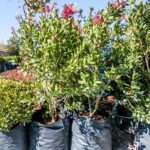 Callistemon Perth Pink 20lt (bottlebrush)