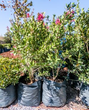 Callistemon Perth Pink 20lt (bottlebrush)
