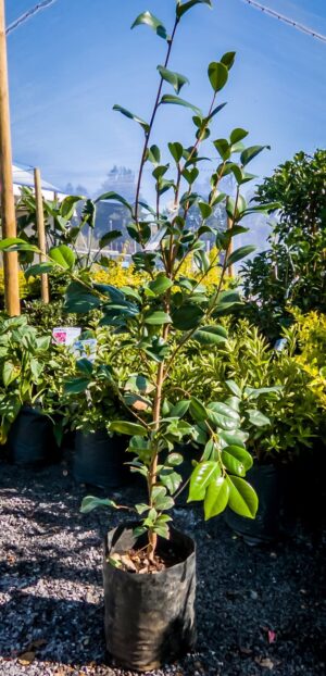 Camellia-Double-Pink.jpg Camellia Double Pink 10lt