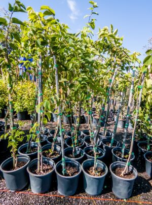 Celtis Africana 19cm (White Stinkwood)