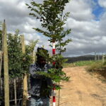 Celtis Sinensis 20lt (Chinese Hackberry)