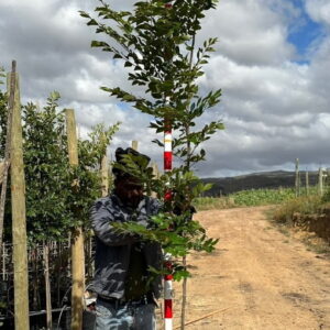 Celtis-sinensis-20lt.jpeg Celtis Sinensis 20lt (Chinese Hackberry)