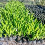 Chasmanthe Aethiopica 4lt (Fire Lily)