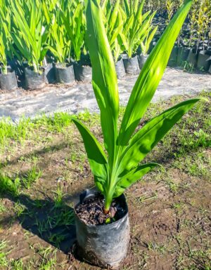 Chasmanthe Aethiopica 4lt