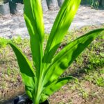 Chasmanthe Aethiopica 4lt (Fire Lily)