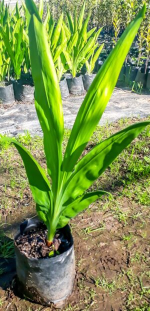 Chasmanthe Aethiopica 4lt (Fire Lily)