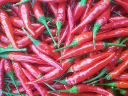 Chilli Thai Dragon 19cm Pot