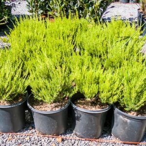 Coleonema Alba 17cm Pot