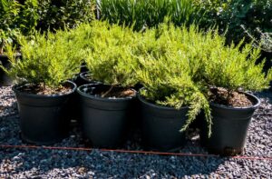 Coleonema 'Sunset Pink' 17cm Pot