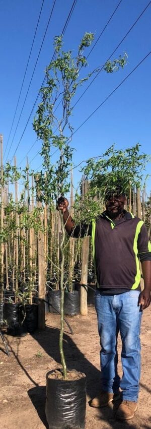 Salix Matsudana 'Tortuosa'  20lt (Corkscrew Willow)