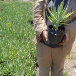 Cotyledon Orbiculata Flanaganii 4lt