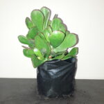 Cotyledon Green 4lt Cotyledon Green 4lt