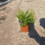 Cuphea Mexicana Pink 17cm Pot Cuphea Mexicana Pink 17cm Pot