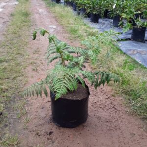 Cyathea-australis-10lt.jpeg Cyathea australis 10lt