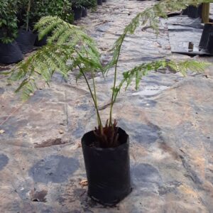 Cyathea Australis Fern 20lt