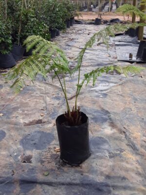 Cyathea Australis Fern 20lt