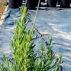 French Lavender Purple 4lt