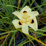 Dietes Bicolor 12cm Pot