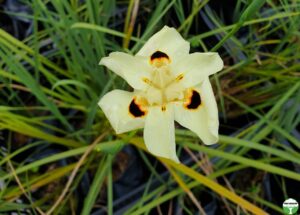 Dietes Bicolor 12cm Pot