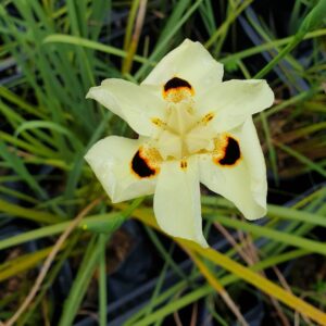 Dietes Bicolor 12cm Pot