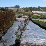 Dodonaea Viscosa Purpurea 17cm