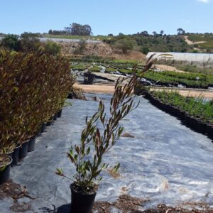 Dodonaea Viscosa Purpurea 17cm