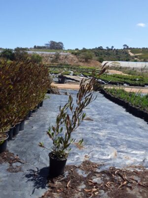 Dodonaea Viscosa Purpurea 17cm