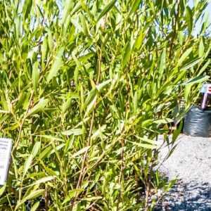 Dodonaea Angustifolia 17cm