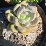 Echeveria Elegans 4lt Echeveria Elegans 4lt