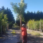 Ekebergia Capensis 70lt