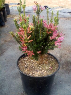 Erica-tresco.jpg Erica Tresco 15cm