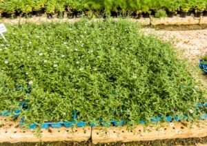 Erigeron 6 Pack